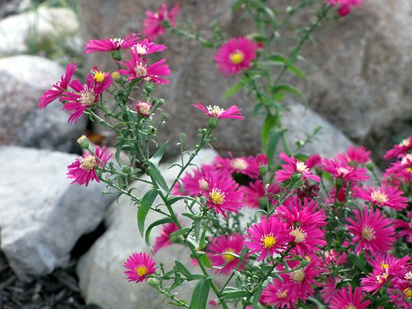 Our Little Acre: Asters vs. Mums